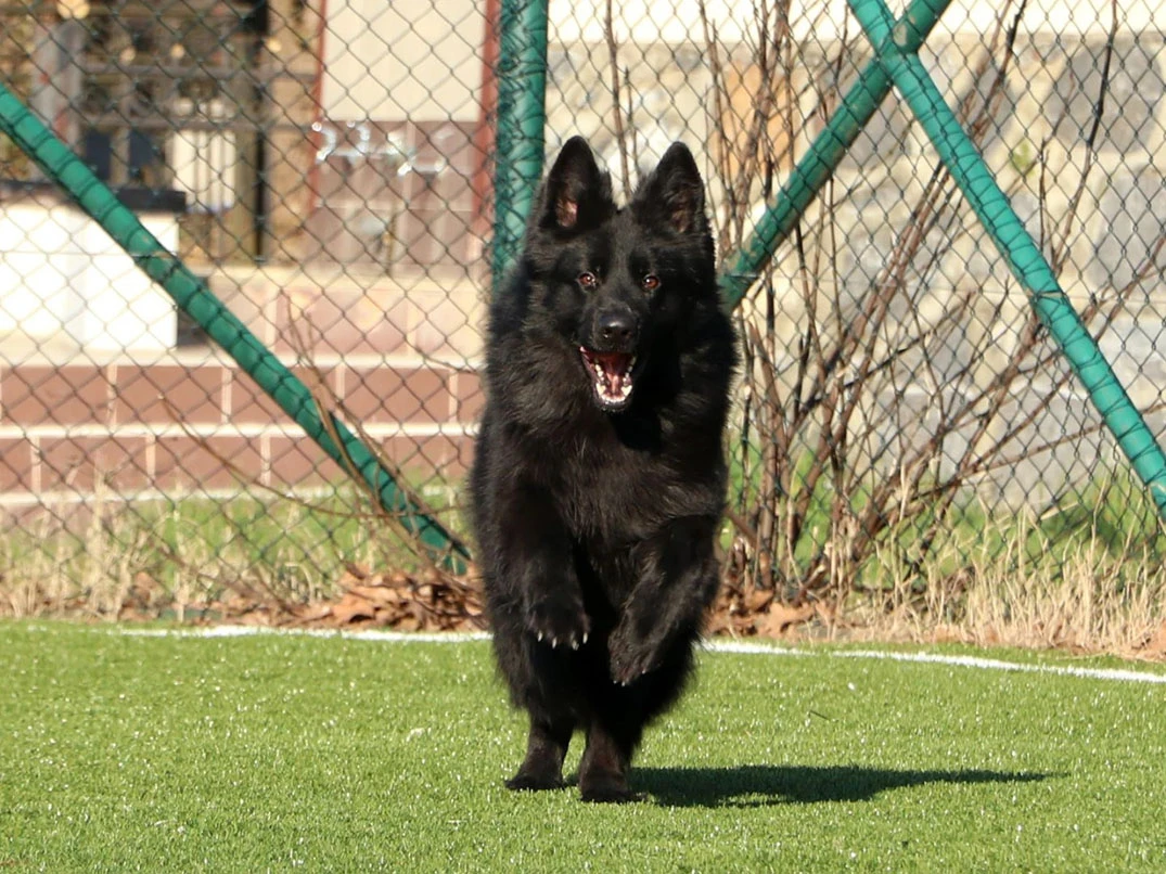 Siyah Köpek Cinsleri ve Özellikleri