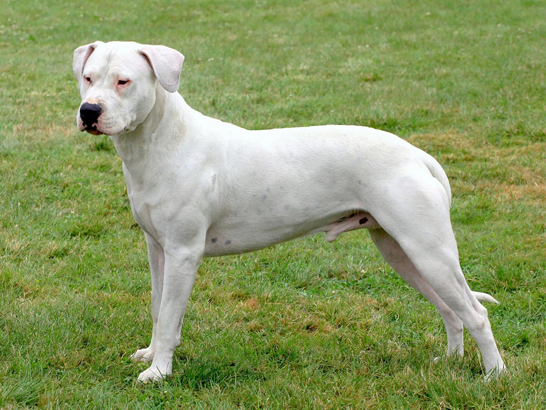 Türkiye'de Yasaklanmış Köpek Irkları