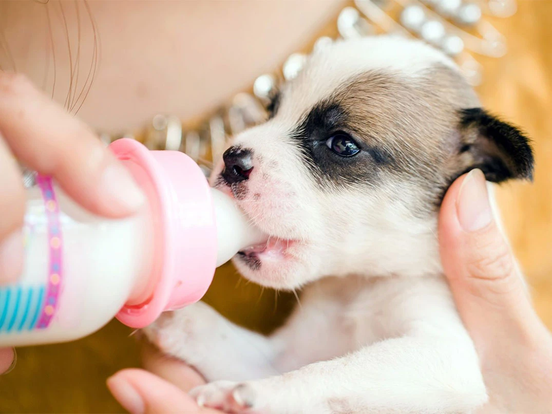 Yavru Köpeğe İnek Sütü Verilir mi?