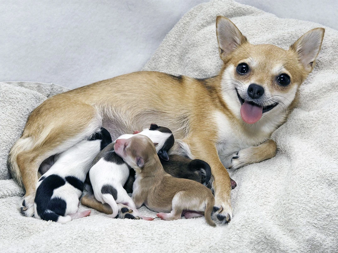 Yavru Köpekler Ne Zaman Sütten Kesilir?