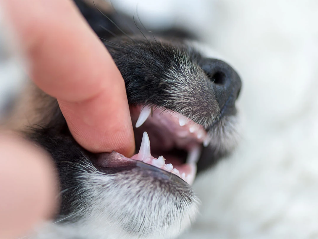 Yavru Köpeklerde Diş Çıkarma Belirtileri