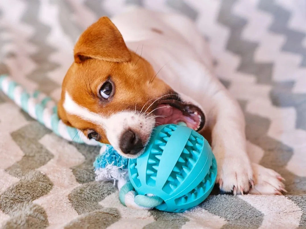 Yavru Köpeklerde Diş Kaşıntısı Nasıl Geçer?