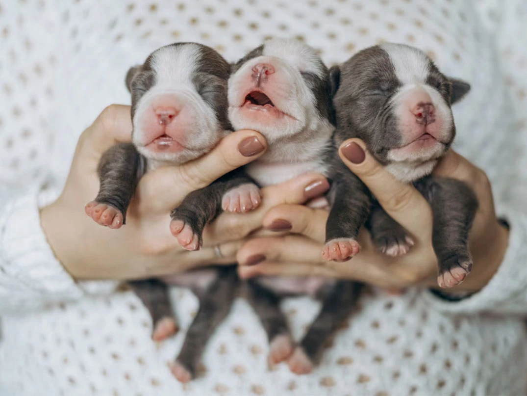 Yeni Doğan Köpeklerin Gözleri Ne Zaman Açılır?