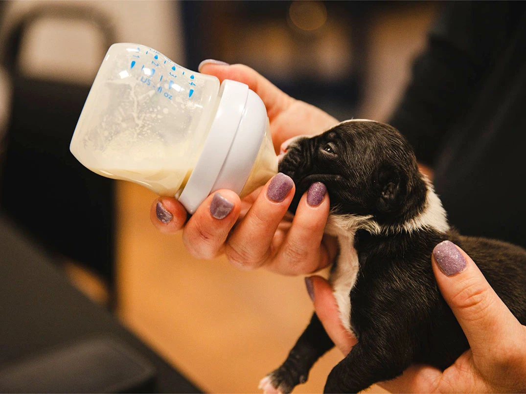 Yeni Doğmuş Köpek Yavrusu Nasıl Beslenir?