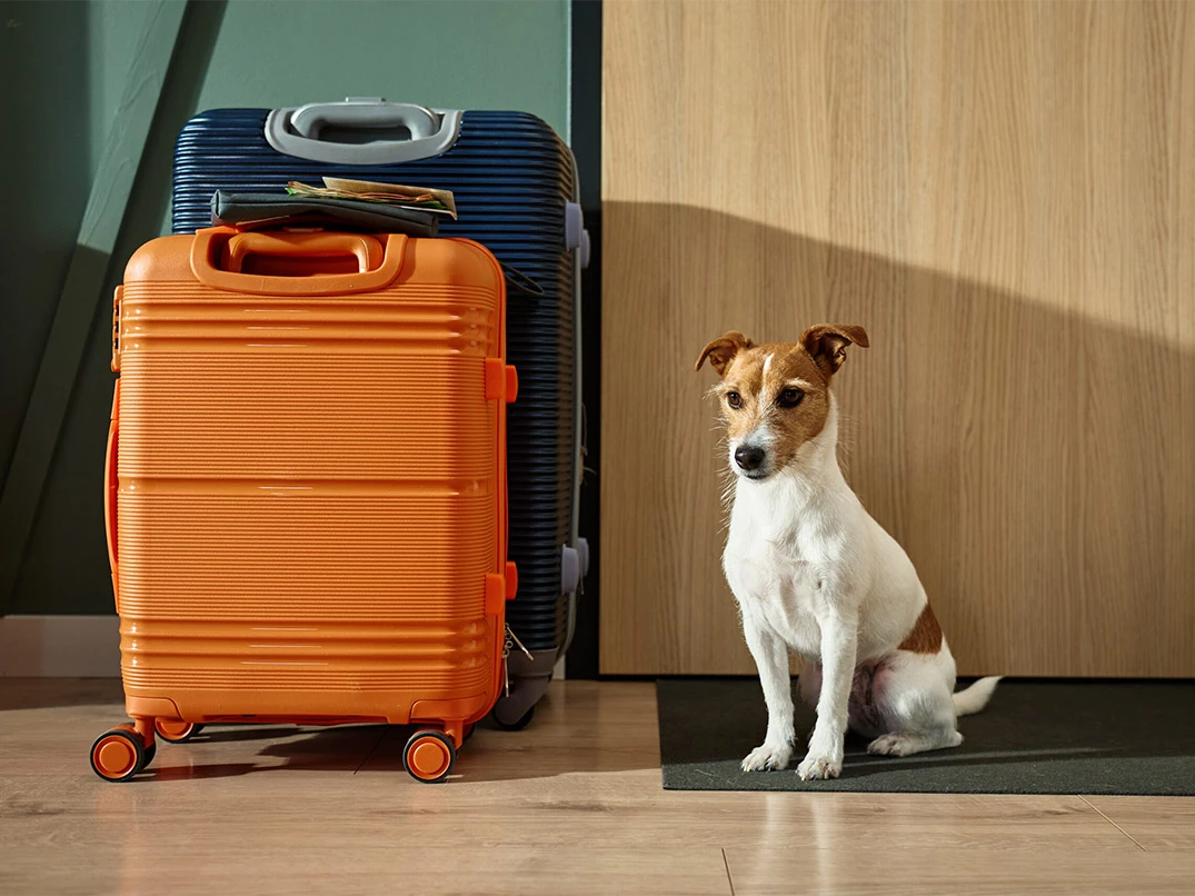 Yurtdışına Köpek Çıkarmak İçin Gerekli Belgeler Nelerdir?