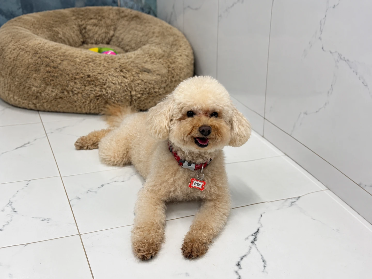Pansiyonerlerimizden Poodle Cookie