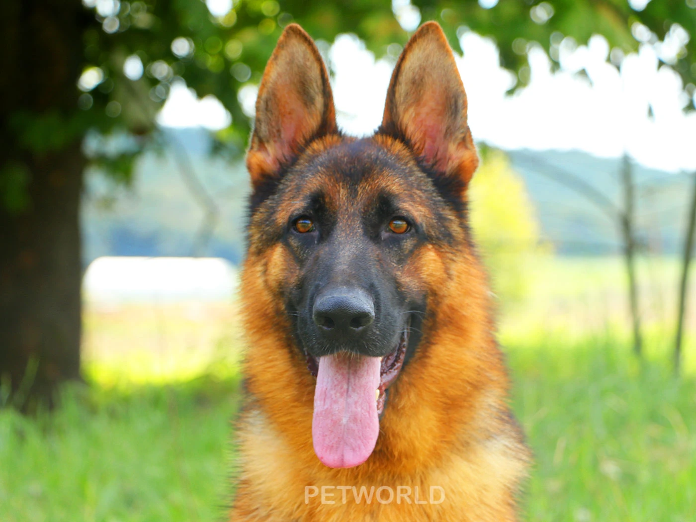 Sosyal zekası yüksek Boss von Petworld