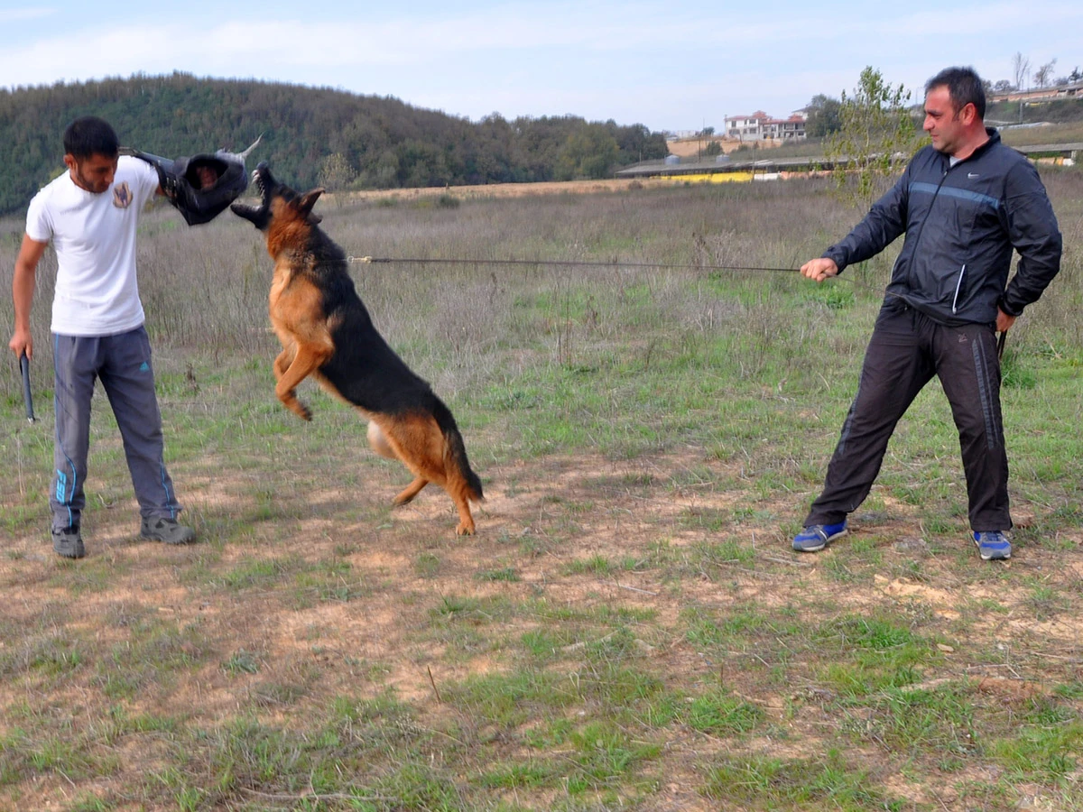 Bodyguard eğitimli Fred satışta