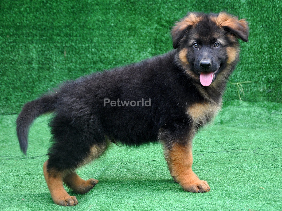 Figo'nun oyuncu oğlu Joy von Petworld