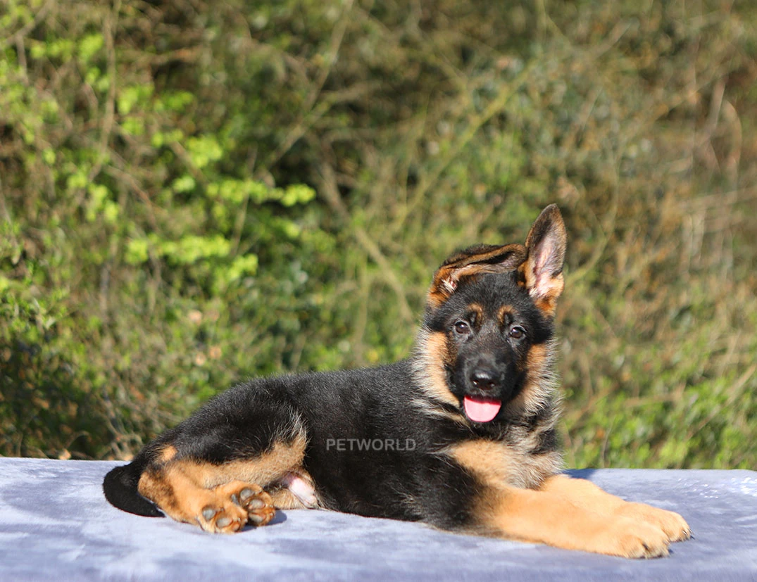 Bobo – Üst Düzey Kan Hattından Gelen Özel Bir Alman Kurdu Yavrusu