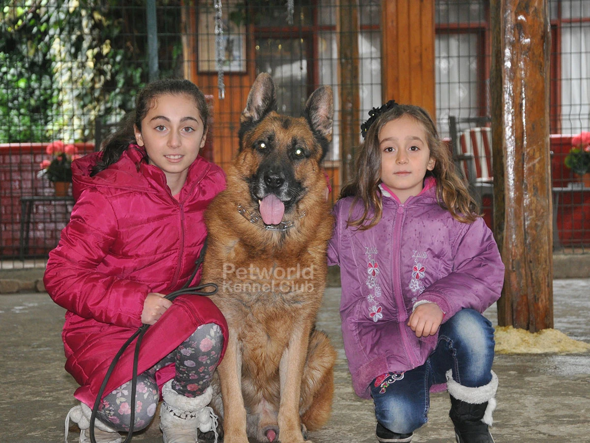 Alman Kurdu ve Çocuklar