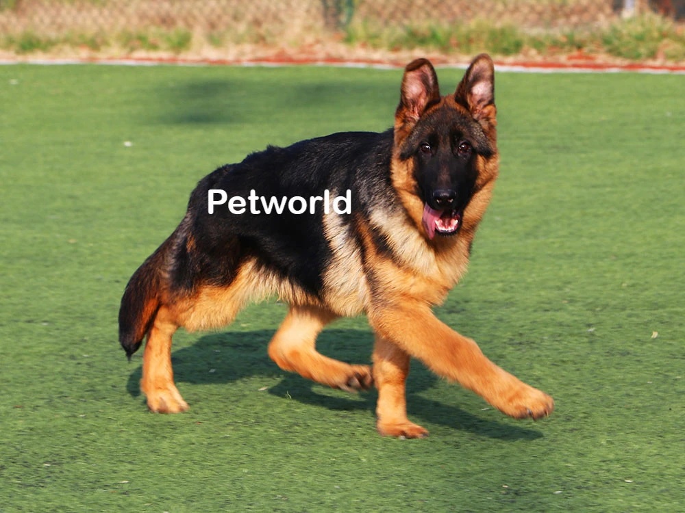 Karakteriyle göz dolduran Douglas von Petworld