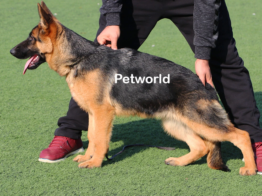 Mükemmel kandan gelen yavrumuz Nexi von Petworld