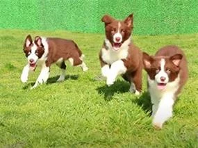 Kahve Beyaz Bordor Collie Yavrularımız