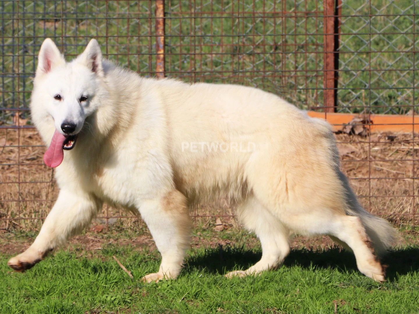 Beyaz Alman Çoban Köpeklerinin Eşsiz Eşleşmesinden Üst Kalite Yavrular!