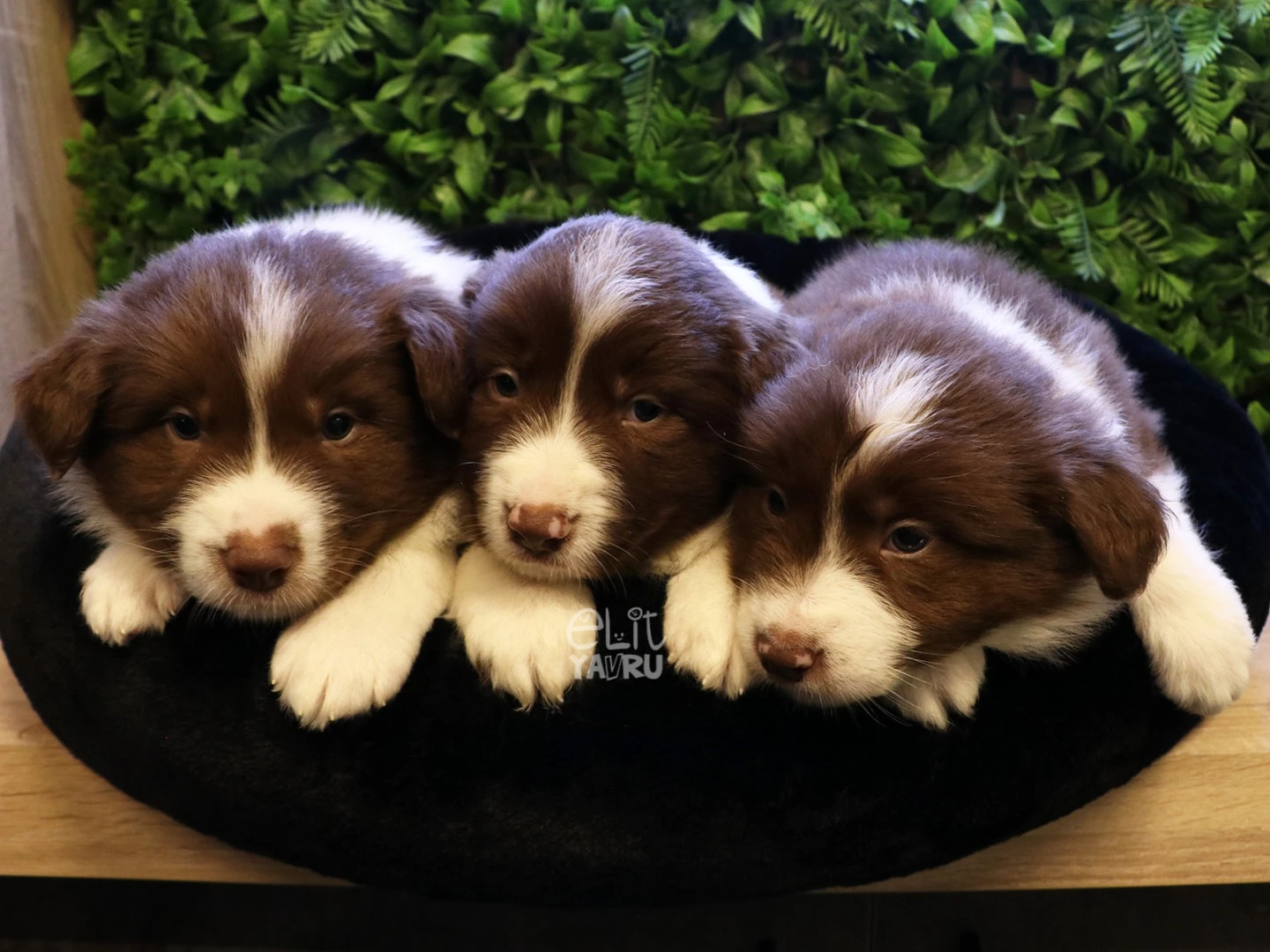 Dünyanın En Zeki Cinsi Border Collie Yavrularımz Gün Geçtikçe Güzelleşiyorlar