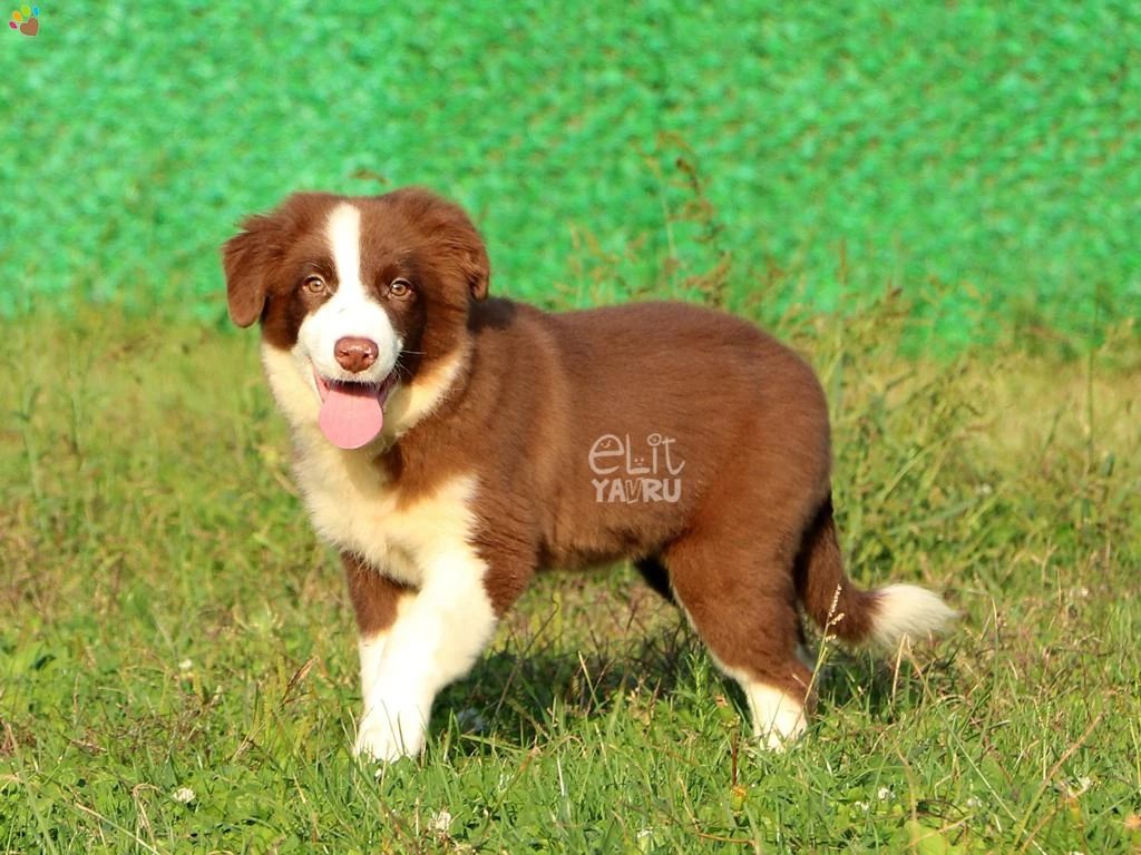Neşeli Ve Sosyal Karakterli Border Collie Yavrularımız