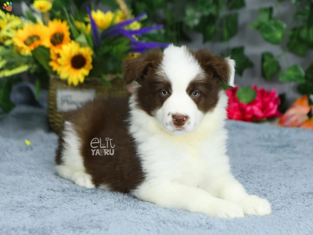 Dünyanın En Zeki Cinsi Border Collie Yavrularımız 2 aylık oldular