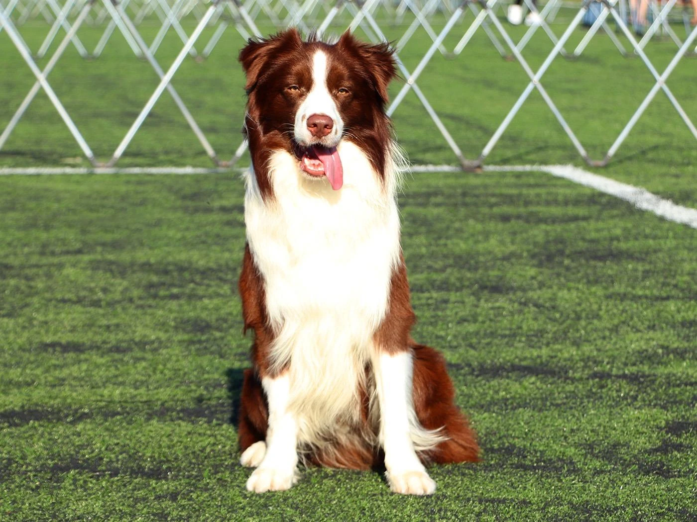 BMW Reklamında Petworld Kennel Club İmzası: Border Collie Roy