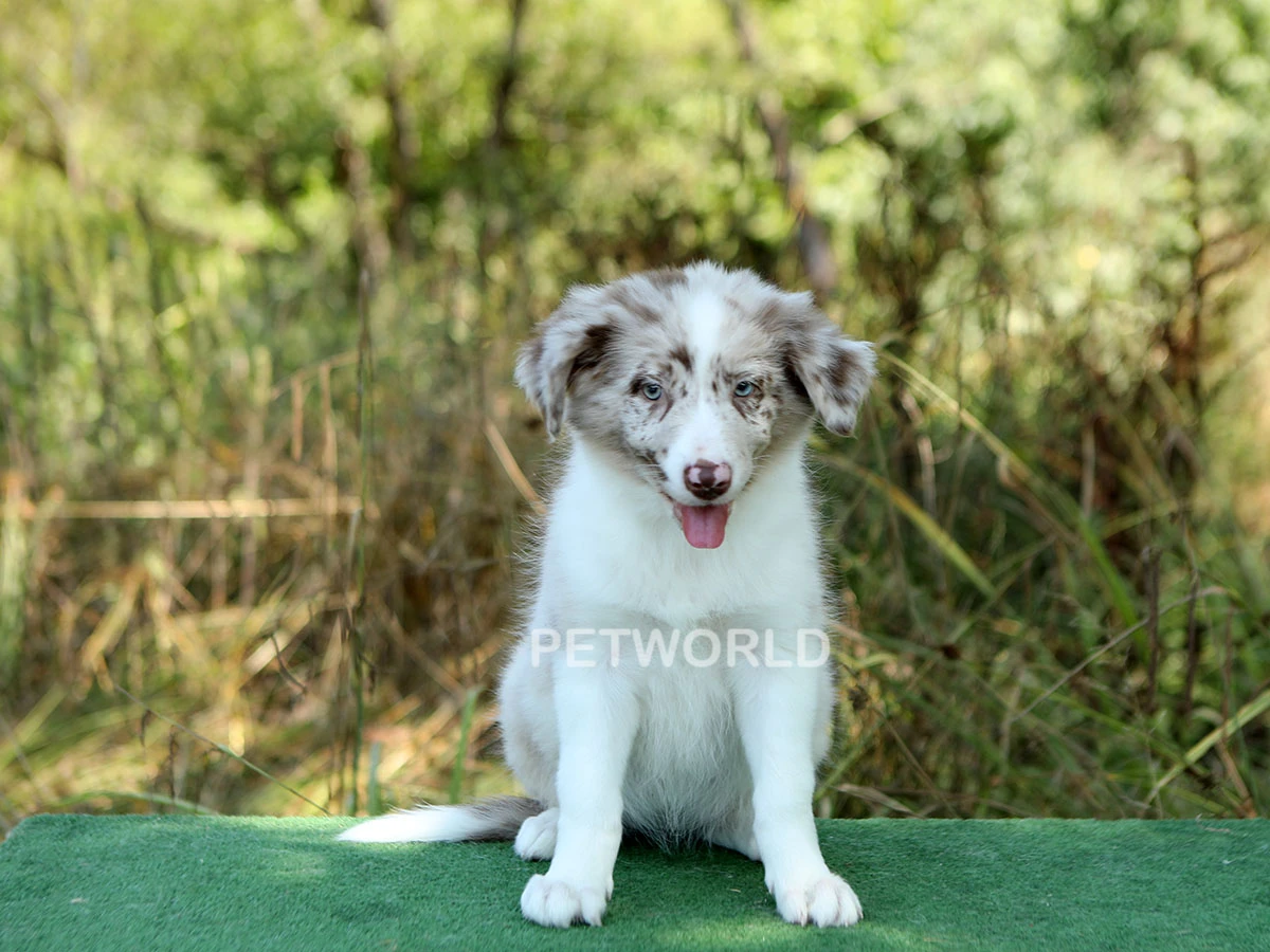 Border Collie Irkının En Özel Merle Renk Yapısına Sahip Yavrumuz İndia