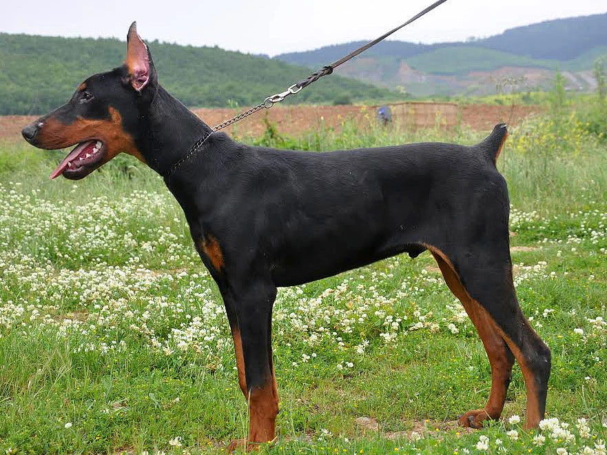 Üstün özellikli Doberman cinsi Tita satışta