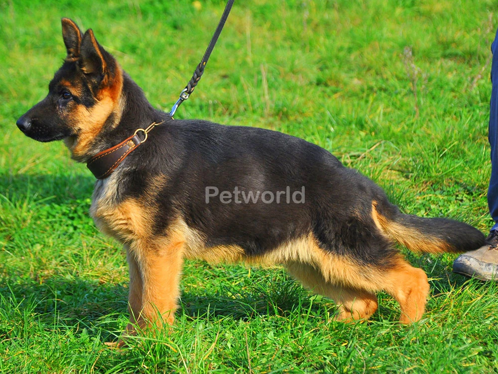 Asil Zet von Petworld satışta