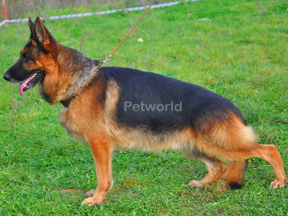 Aile ortamı için ideal köpeğimiz Darius