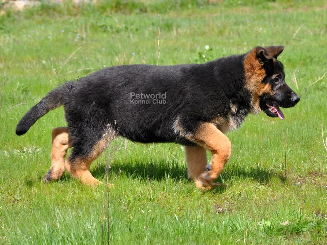Yeni şampiyon adayı Elvis