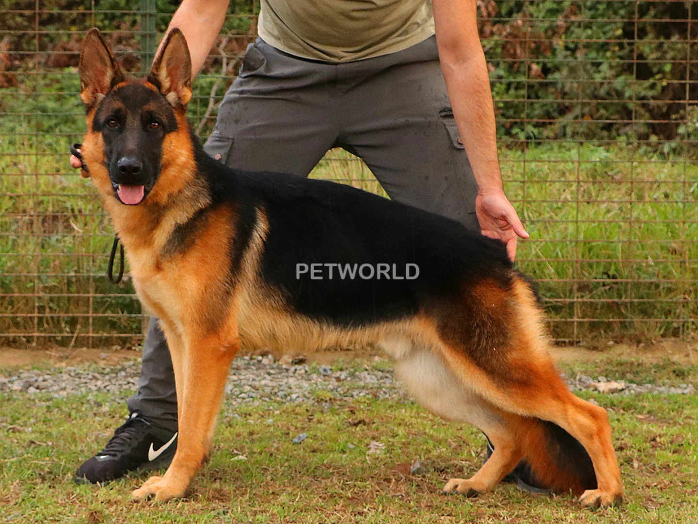 Gizmo Elit World Temel İtaat Eğitimini Başarı İle Tamamladı