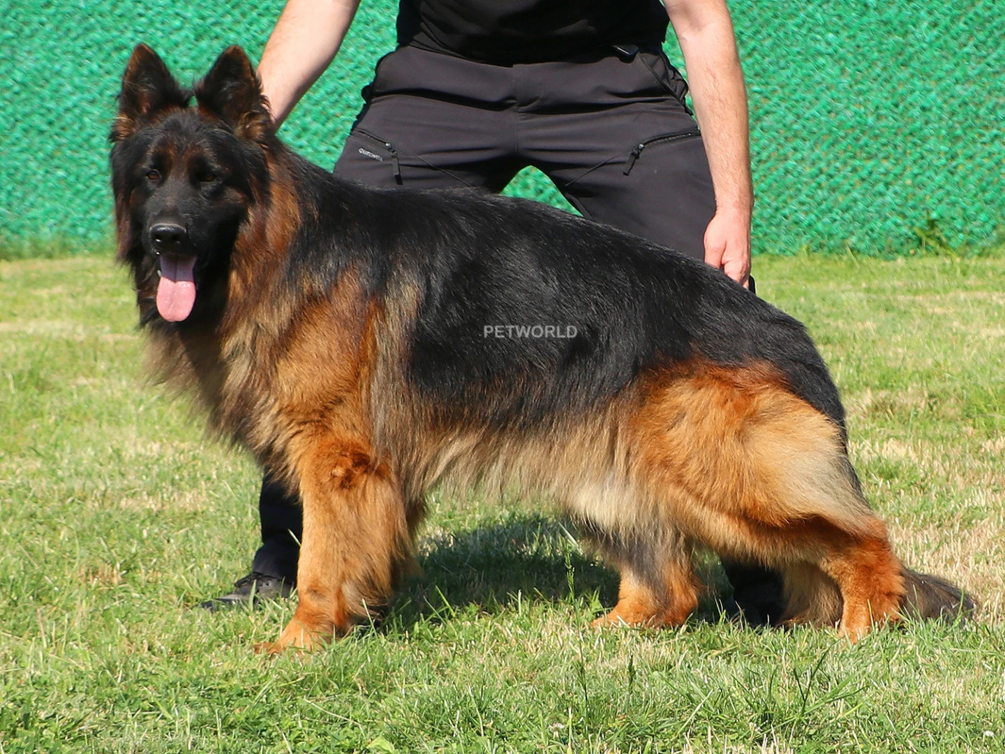 Uzun Tüy Yapısına Sahip Bodyguard Eğitimli