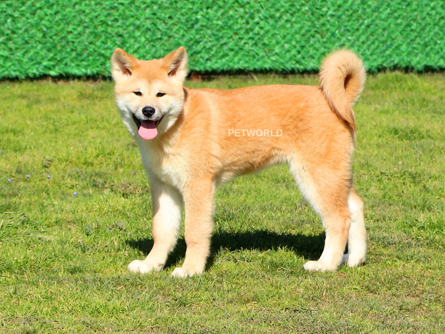 Japon Akita Yavrumuz Mila