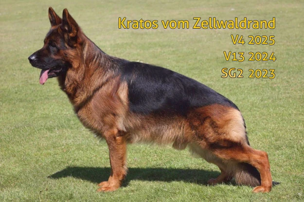 Efsane Alman Çoban Köpeklerinden Kratos’un Yavruları Dünyaya Geldi!