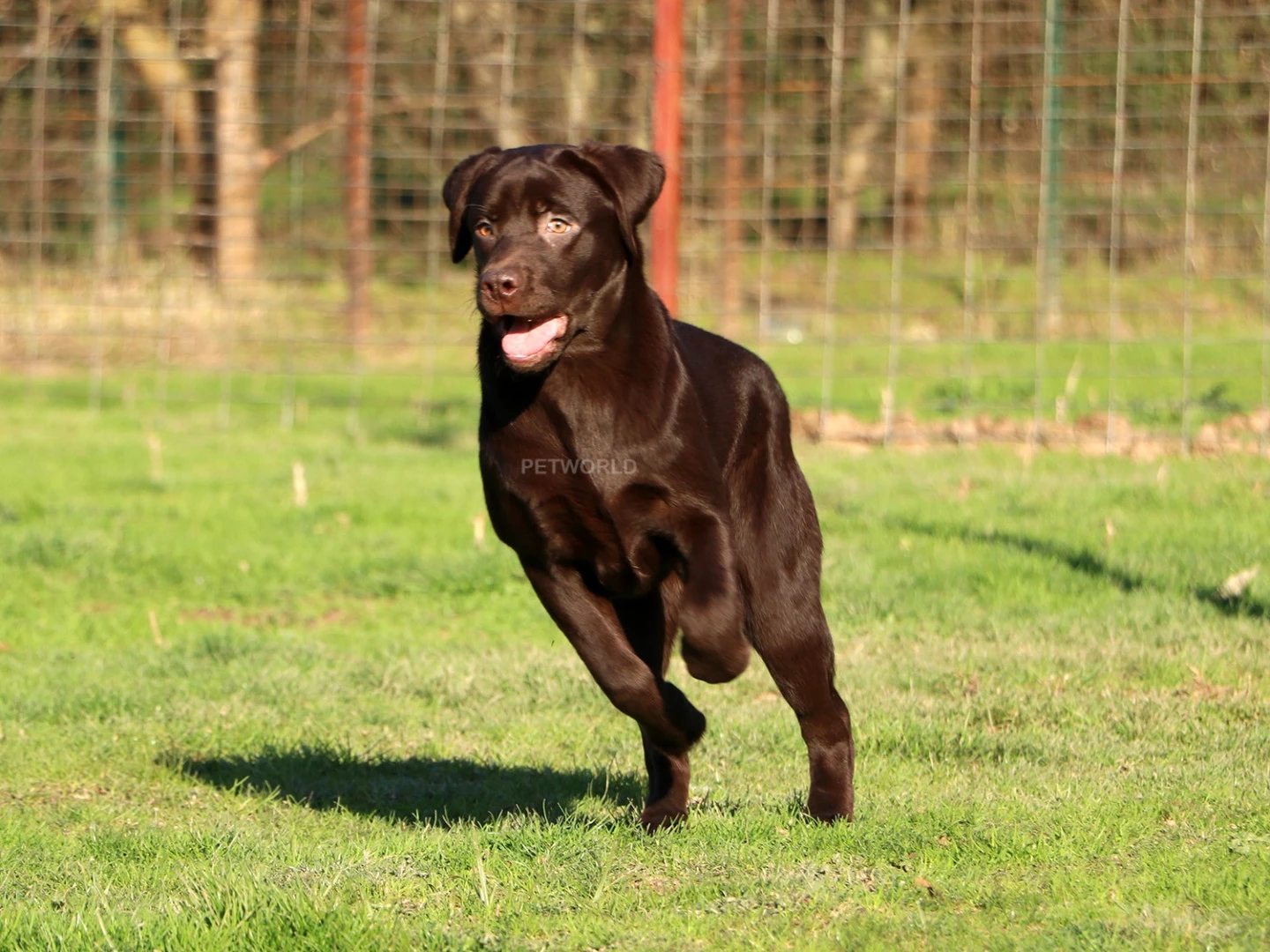 Rehber kandan gelen Chocolate Labrador Retriever yavrumuz Leo