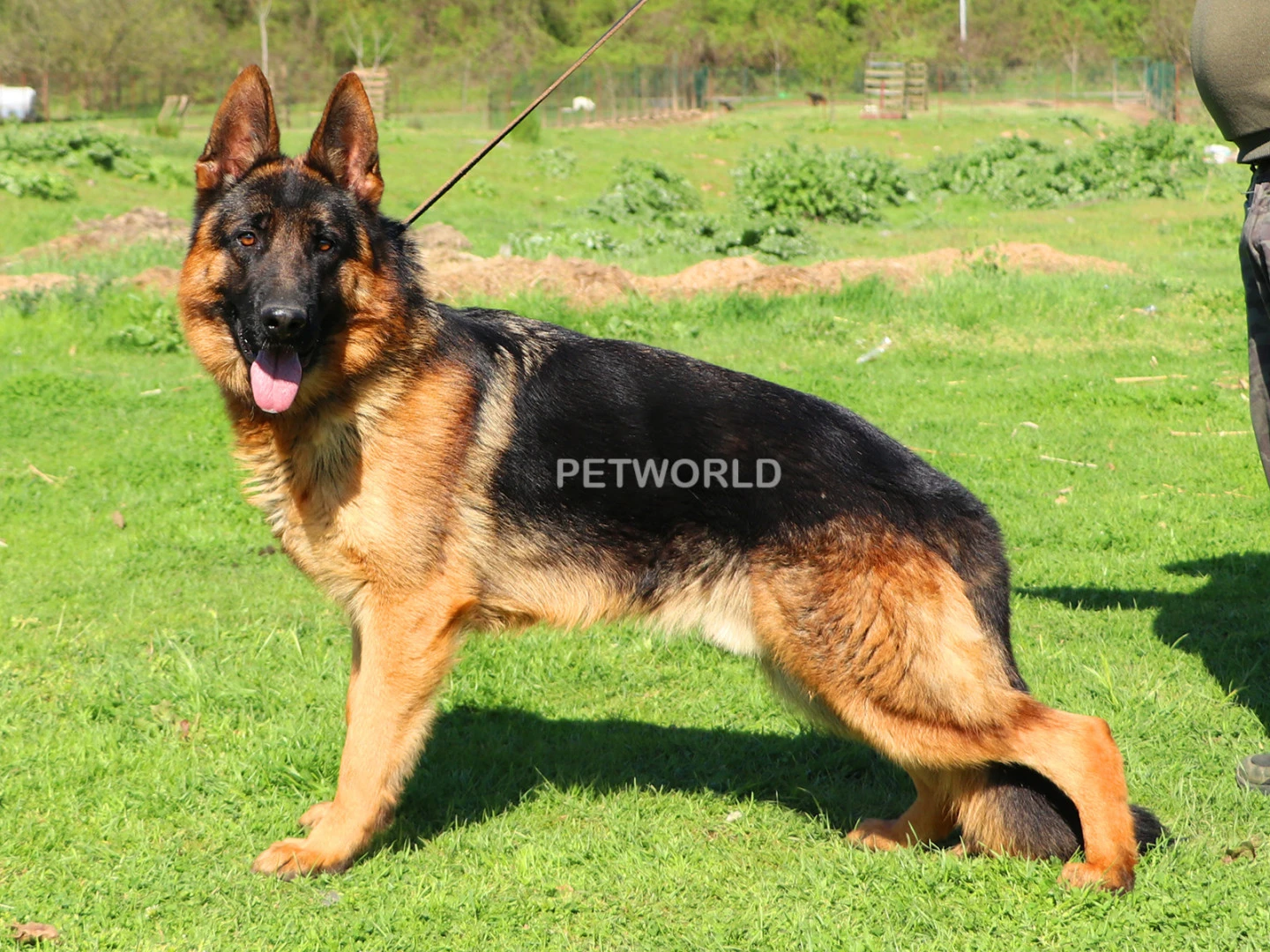 Sosyal zekası yüksek Pinho von Petworld