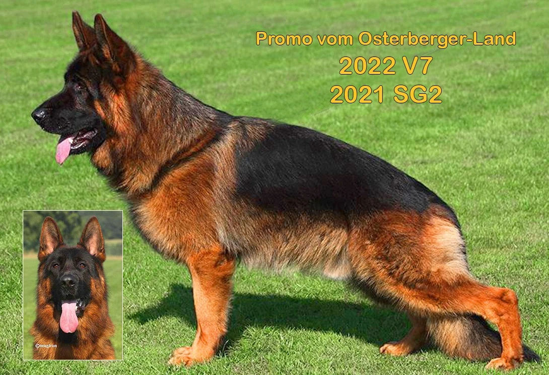 Alman Çoban Irkının En Özel Köpeklerinden Birisi Olan Promo vom Osterberger Land'ın En İyi Yavruları Artık Çiftliğimizde