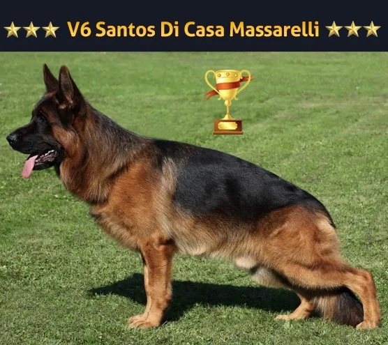 Petworld-Elityavru Olarak Prestijli Bir Eşleşmeyi Daha Gerçekleştirdik