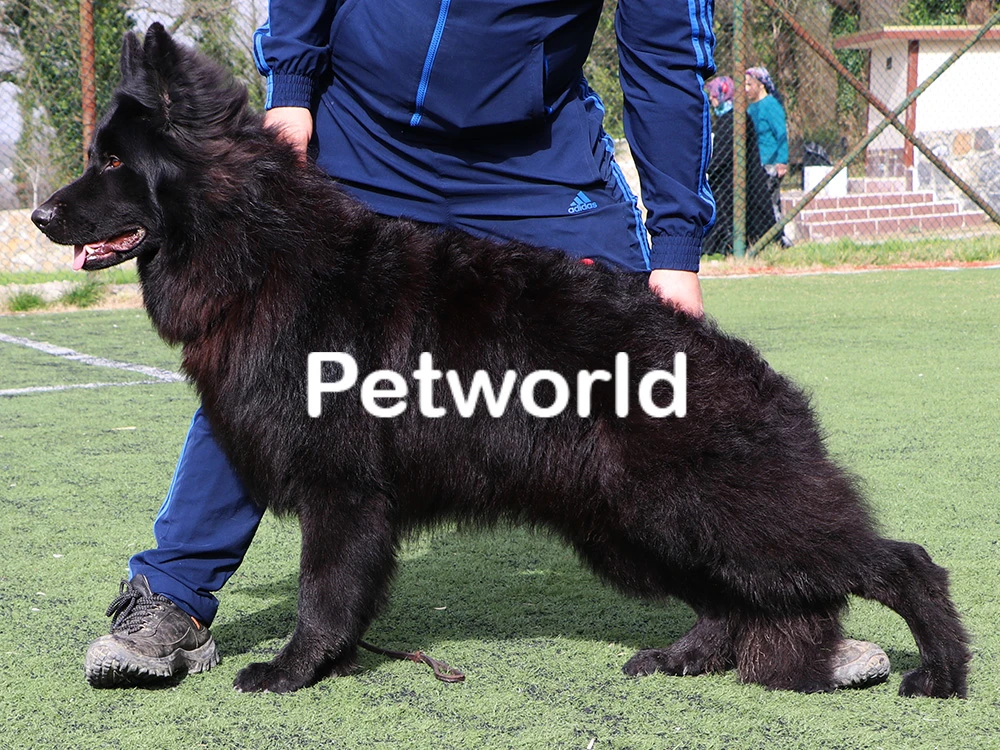 Siyah uzun tüylü Alman Çoban Köpeği Black