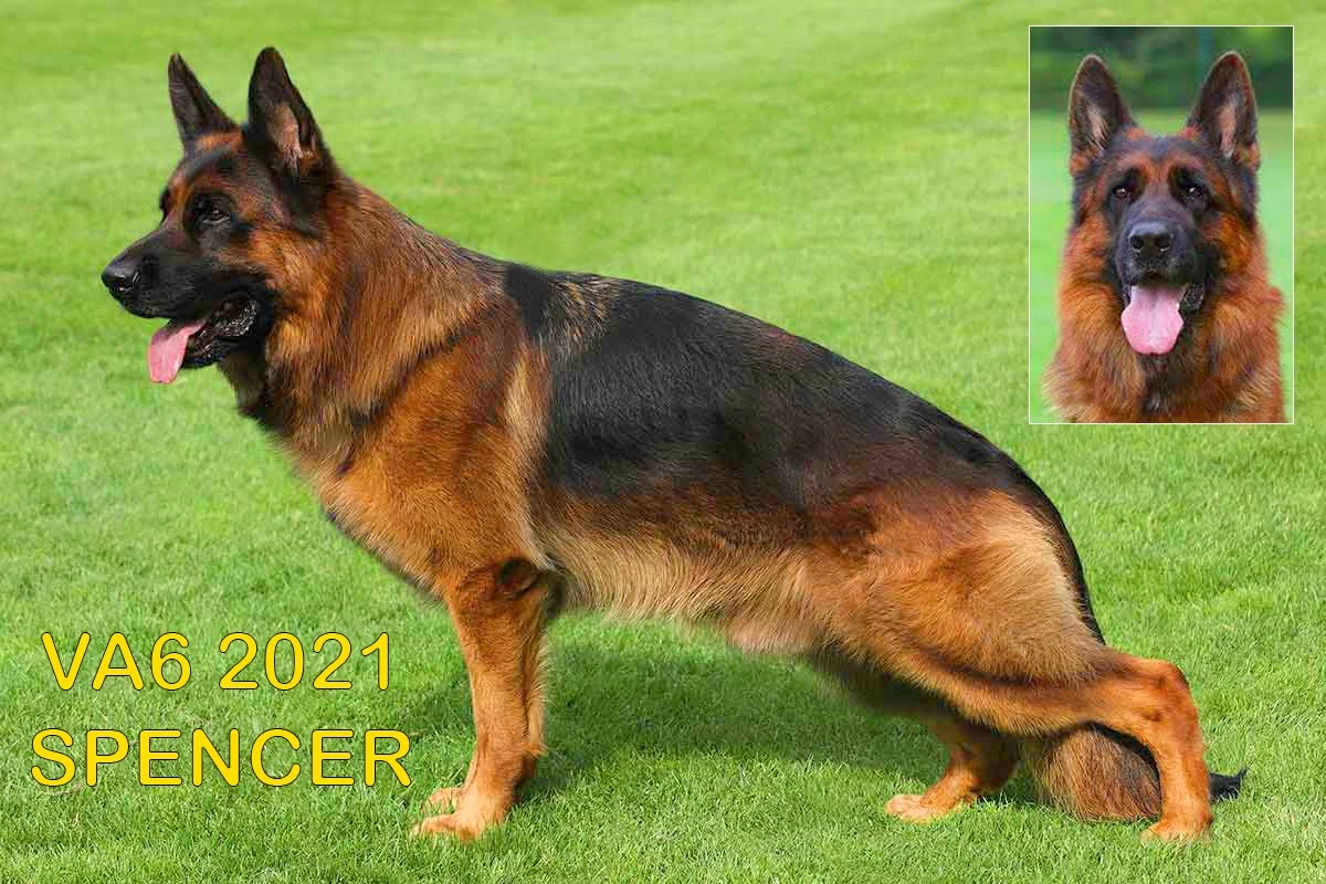 Şampiyon Kan Hatlarından Yeni Nesil Yavrular Geliyor!