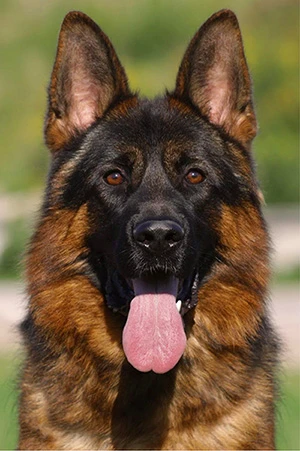 Jax vom Osterberger-land gallery 2