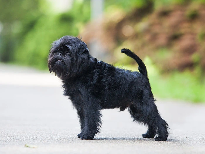 Affenpinscher Irk Rehberi