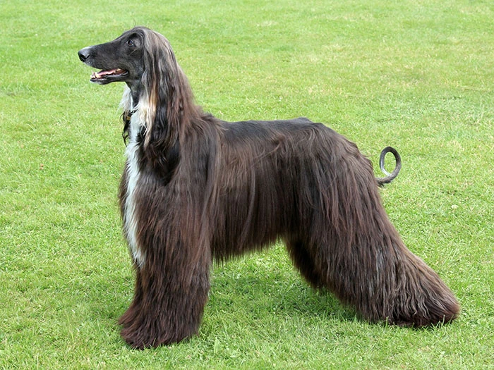Afgan Tazısı (Afghan Hound) Irk Rehberi