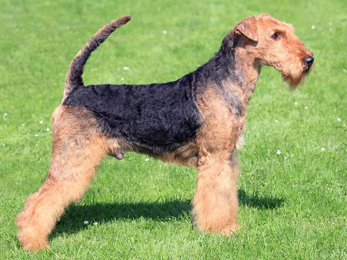 Airedale Terrier Irk Rehberi