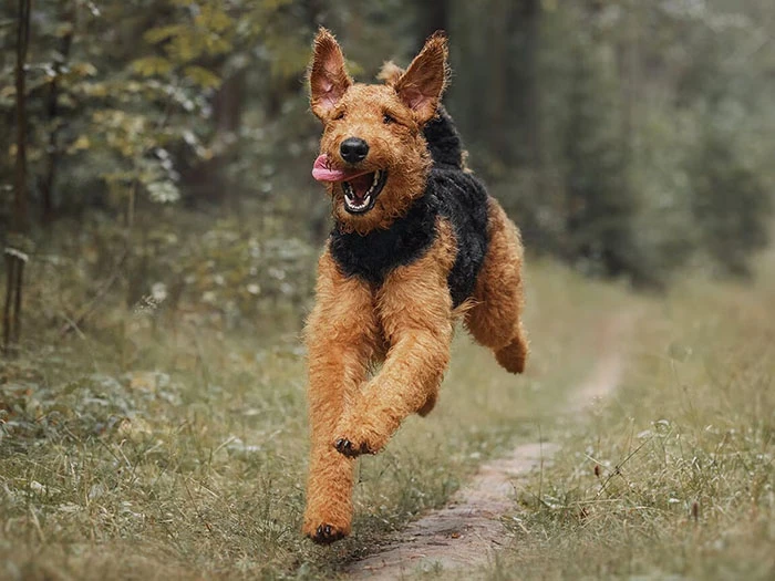 Airedale Terrier Irk Rehberi gallery 3
