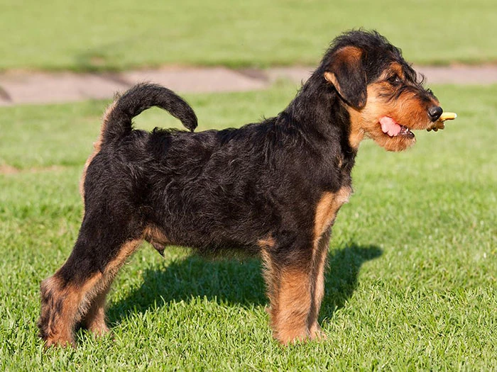 Airedale Terrier Irk Rehberi gallery 2