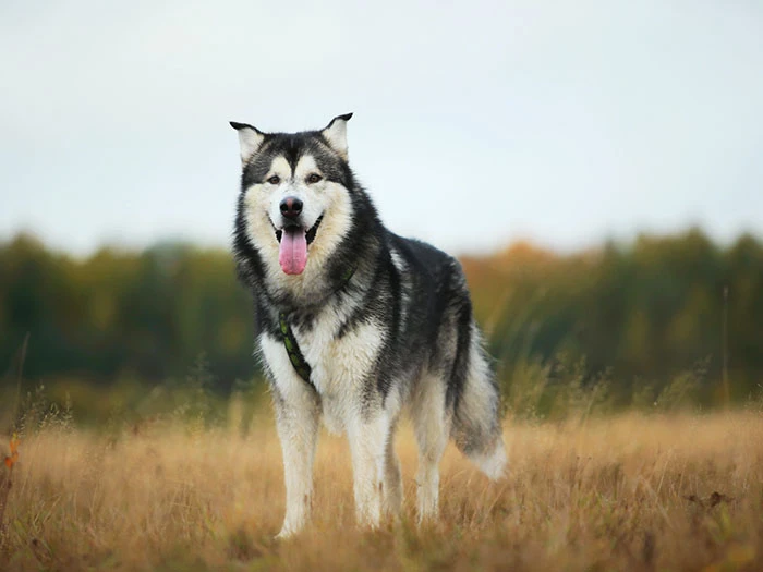 Alaskan Malamute (Kurdu) Irk Rehberi gallery 2