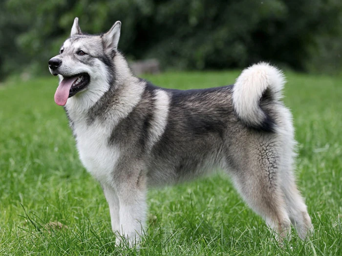 Alaskan Malamute (Kurdu) Irk Rehberi gallery 3