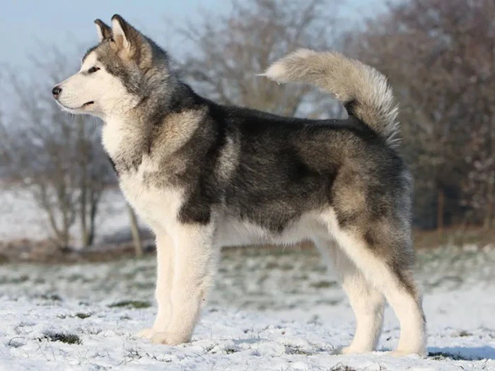 Alaskan Malamute (Kurdu) Irk Rehberi gallery 4