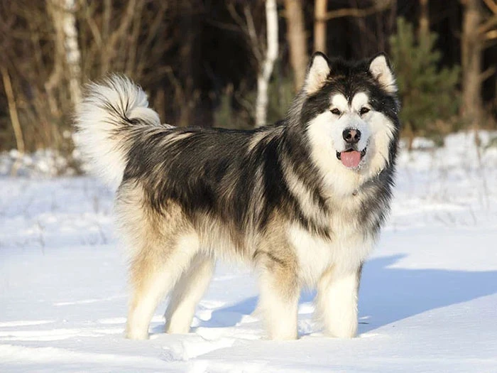 Alaskan Malamute (Kurdu) Irk Rehberi