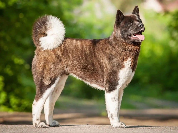 Akita Irkı Rehberi