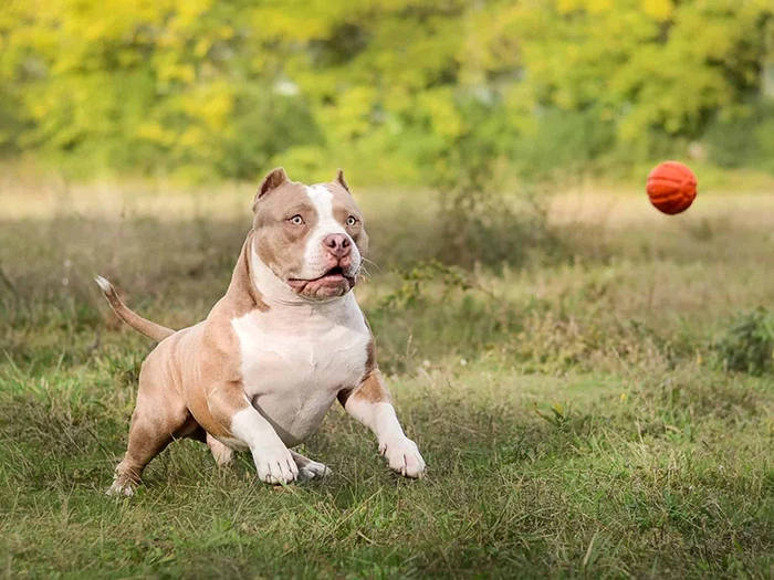 American Bully Irk Rehberi gallery 3